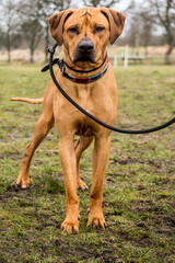 Ridgeback standing strong in the park
