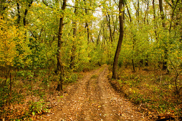 Beautiful autumn landscape in forest. Colored yellow nature in Europe. Amazing Environment.