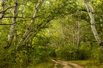 Beautiful autumn landscape in forest. Colored yellow nature in Europe. Amazing Environment.