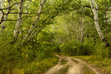 Beautiful autumn landscape in forest. Colored yellow nature in Europe. Amazing Environment.
