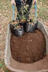 farmer, garden care, gardening, soil, fertile soil, farming, farming, blueberry seedlings,...