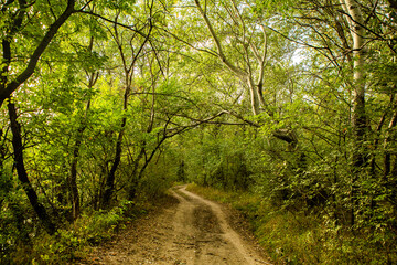 Beautiful autumn landscape in forest. Colored yellow nature in Europe. Amazing Environment.