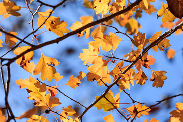 In autumn, the leaves on the trees turn yellow slowly