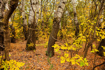 Beautiful autumn landscape in forest. Colored yellow nature in Europe. Amazing Environment.