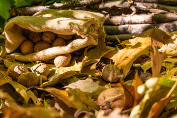 Walnuts lie in a bag on yellow fallen leaves. Autumn harvest