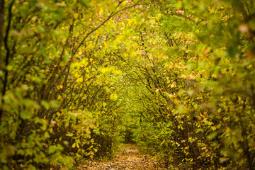 Obraz premium Beautiful autumn landscape in forest. Colored yellow nature in Europe. Amazing Environment.