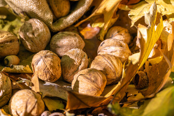 Walnuts lie in a bag on yellow fallen leaves. Autumn harvest