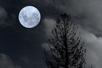 Fototapeta na wymiar Full moon with silhouette pine tree in the night.