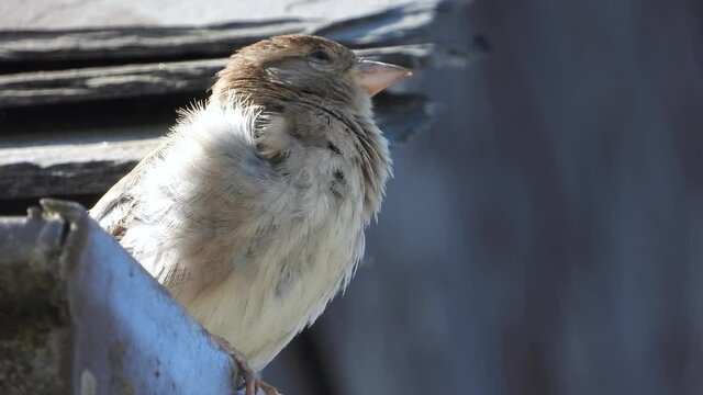 Haussperling (Passer domesticus)