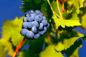 Villard grapes, french wine hybrid grape