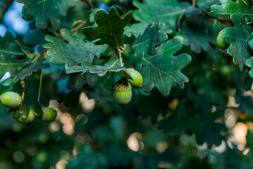 An acorn hanging from a tree