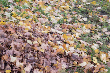 Foliage, dead leaves during October.