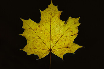 Spitzahornblatt / Acer platanoides