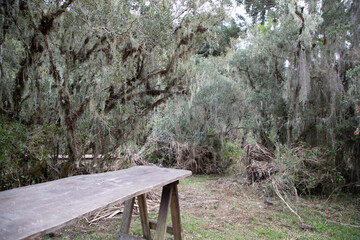 Bench wood in the forest