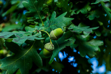 An acorn hanging from a tree