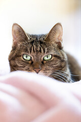 キジトラ 猫 Cat brown tabby