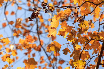In autumn, the leaves on the trees turn yellow slowly