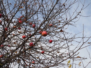 Apple tree without leaves with ripe apples