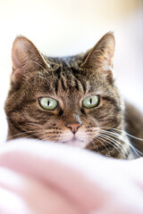 キジトラ 猫 Cat brown tabby