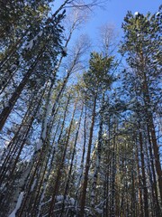 trees in the winter forest