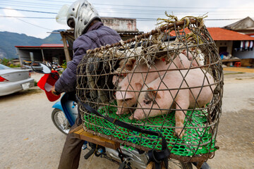Transport of livestock in Bac Son in Vietnam