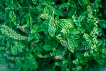 Looking down a flowering sweet basil bush with white petals at backyard garden in Texas, USA
