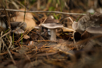 Pilz im Wald