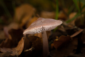 Pilz im Wald