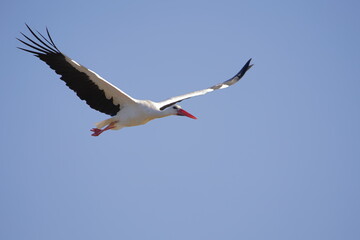 Stork in flight.