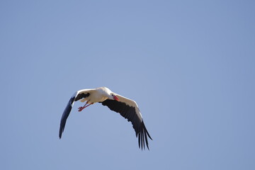 Stork in flight.