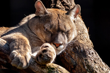 Puma sleeping in the tree