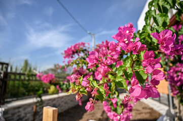 Fototapeta na wymiar Pink Bougainvillea flower at garden with blue sky.