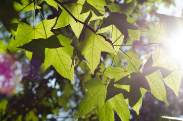 Fototapeta premium maple leaves in sunlight