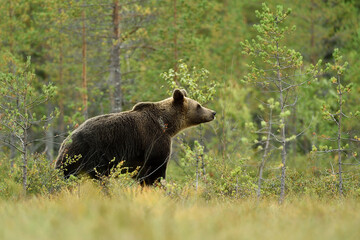 European brown bear in the forest environment at summer