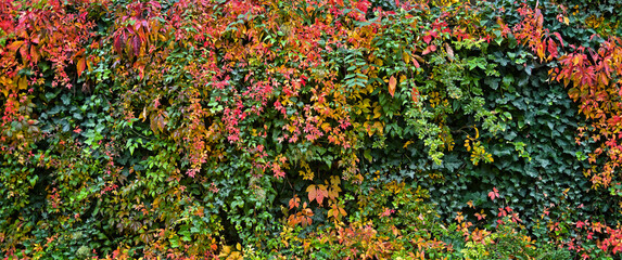 Hecke aus Laub im Herbst