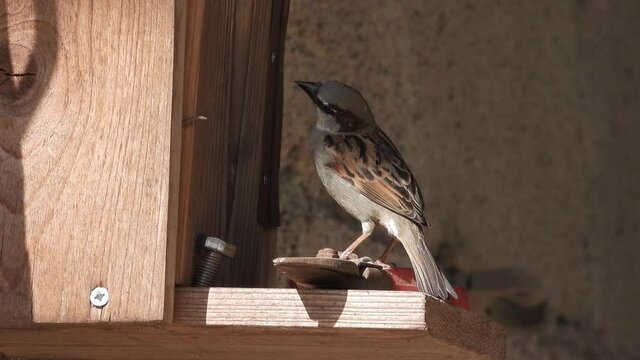 Haussperling (Passer domesticus)