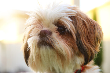 Close up of adorable shi tzu dog's face
