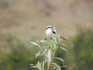 Great grey shrike (Lanius excubitor) perching on a beautiful tree branch with small leaves, looking towards the camera. Behind the bird there is a blurry calm  yellow brown orange and green background
