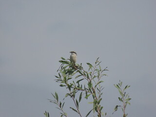 Great grey shrike (Lanius excubitor) perching on a beautiful tree branch with small leaves, looking towards the camera. Behind the bird there is a blurry calm sky background.
