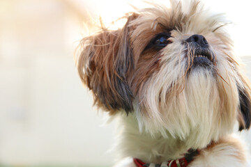Close up of adorable shi tzu dog's face