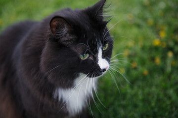 Black and white cat outdoor.