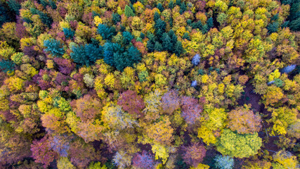 Fototapeta na wymiar colorful forest aerial