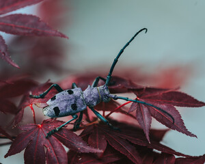 Longhorn Beetle Morimus funereus