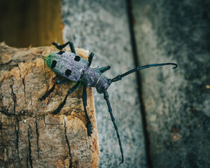 Longhorn Beetle Morimus funereus