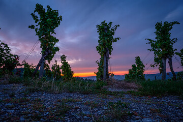 Vineyard in orange violet dawn sky