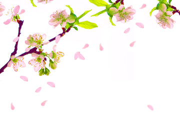 Flowering branch of cherry isolated on a white background.