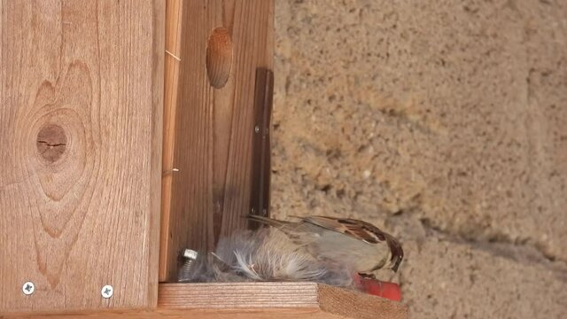 Haussperling (Passer domesticus)