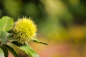 fruit of the chestnut tree in autumn