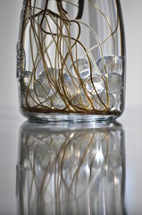 水差しで育てているポトスの根