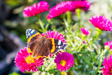 Small tortoiseshell butterfly on pink aster in autumn close-up from above